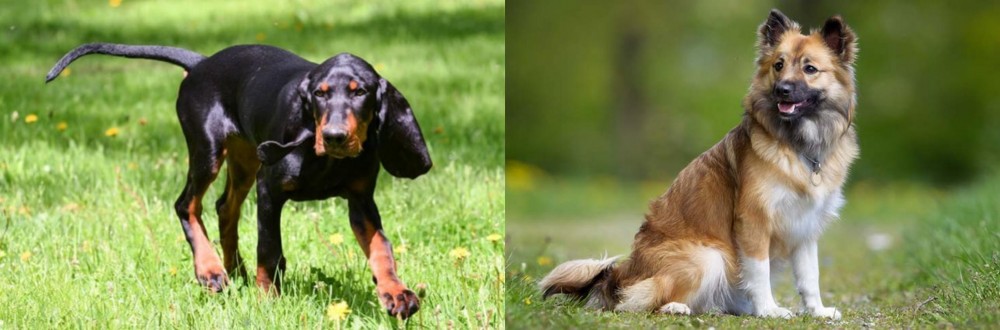 Icelandic Sheepdog vs Black and Tan Coonhound - Breed Comparison