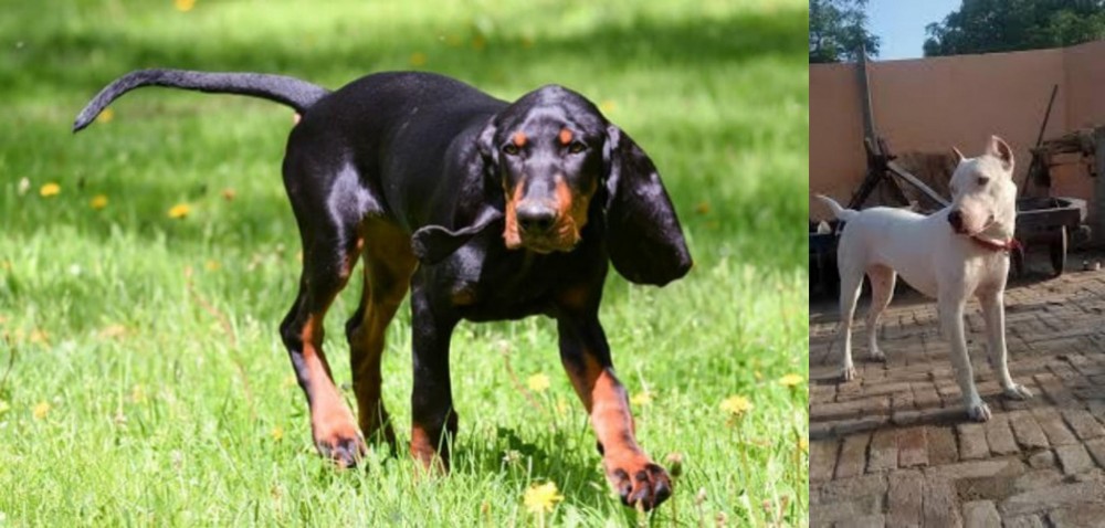 Indian Bull Terrier vs Black and Tan Coonhound - Breed Comparison