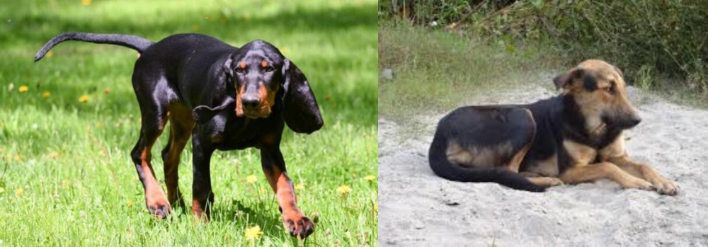 Indian Pariah Dog vs Black and Tan Coonhound - Breed Comparison