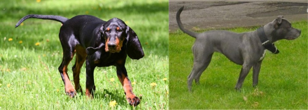 Irish Bull Terrier vs Black and Tan Coonhound - Breed Comparison