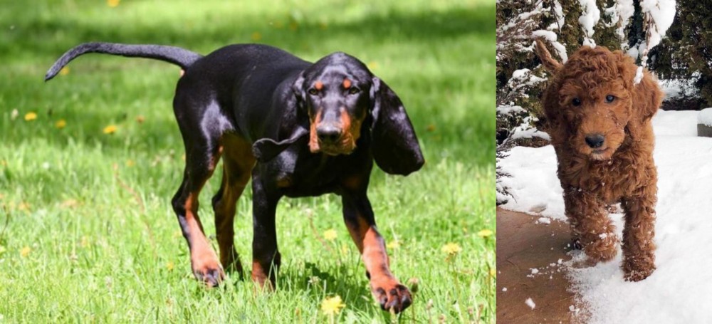 Irish Doodles vs Black and Tan Coonhound - Breed Comparison