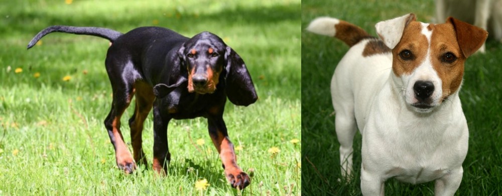 Irish Jack Russell vs Black and Tan Coonhound - Breed Comparison