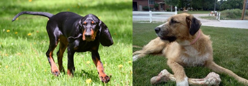 Irish Mastiff Hound vs Black and Tan Coonhound - Breed Comparison