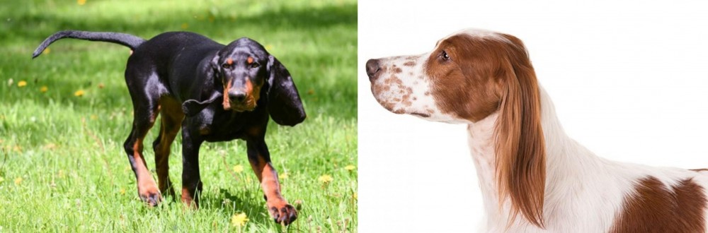 Irish Red and White Setter vs Black and Tan Coonhound - Breed Comparison