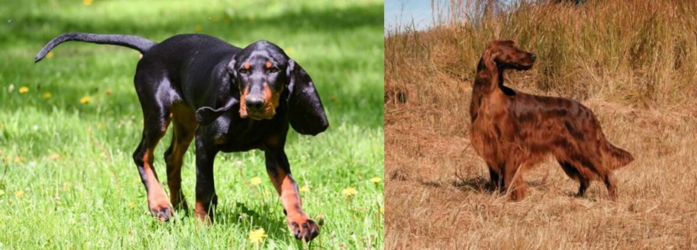 Irish Setter vs Black and Tan Coonhound - Breed Comparison
