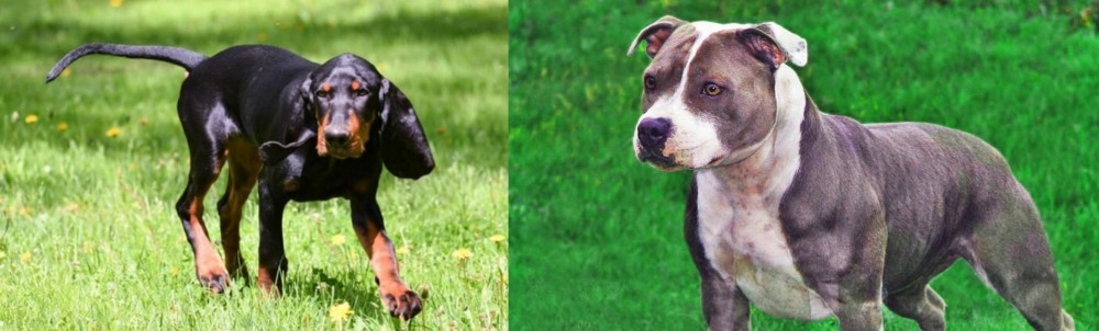 Irish Staffordshire Bull Terrier vs Black and Tan Coonhound - Breed Comparison