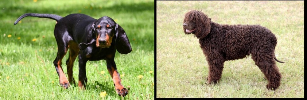 Irish Water Spaniel vs Black and Tan Coonhound - Breed Comparison