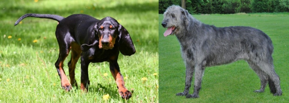 Irish Wolfhound vs Black and Tan Coonhound - Breed Comparison