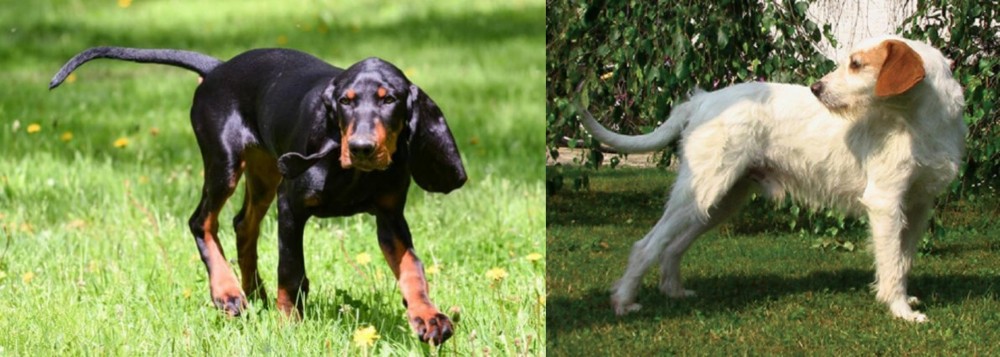 Istarski Ostrodlaki Gonic vs Black and Tan Coonhound - Breed Comparison