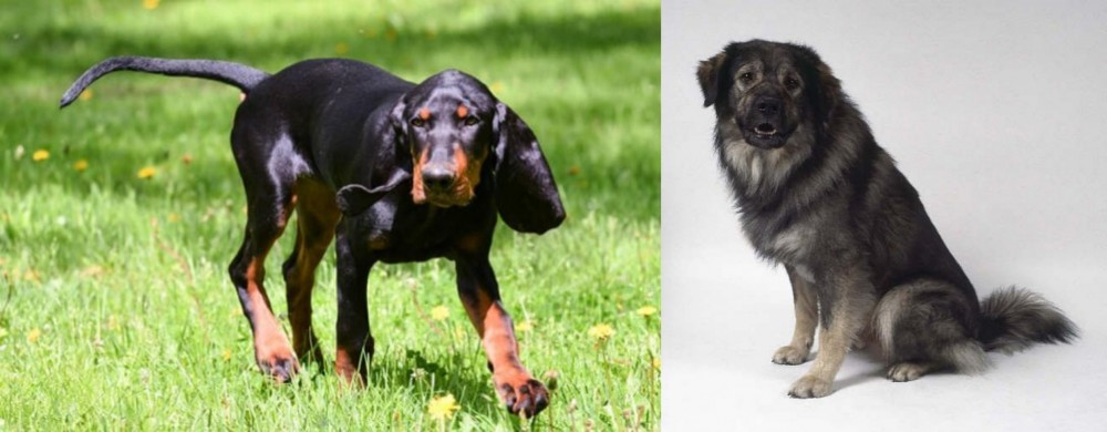 Istrian Sheepdog vs Black and Tan Coonhound - Breed Comparison