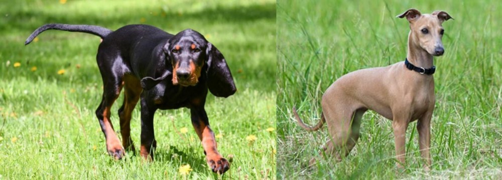 Italian Greyhound vs Black and Tan Coonhound - Breed Comparison