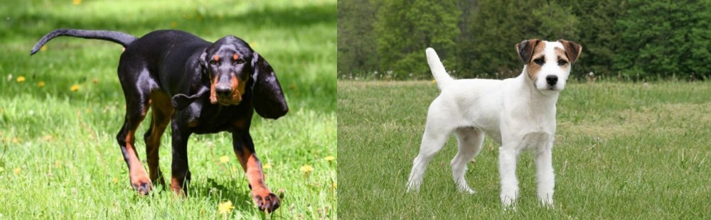 Jack Russell Terrier vs Black and Tan Coonhound - Breed Comparison