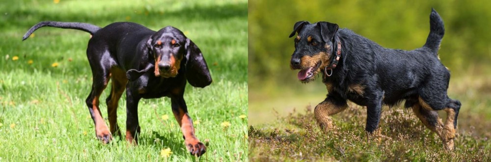 Jagdterrier vs Black and Tan Coonhound - Breed Comparison