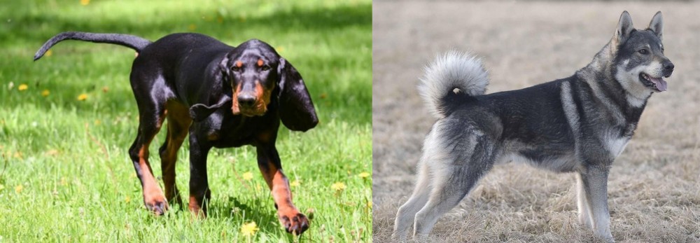 Jamthund vs Black and Tan Coonhound - Breed Comparison