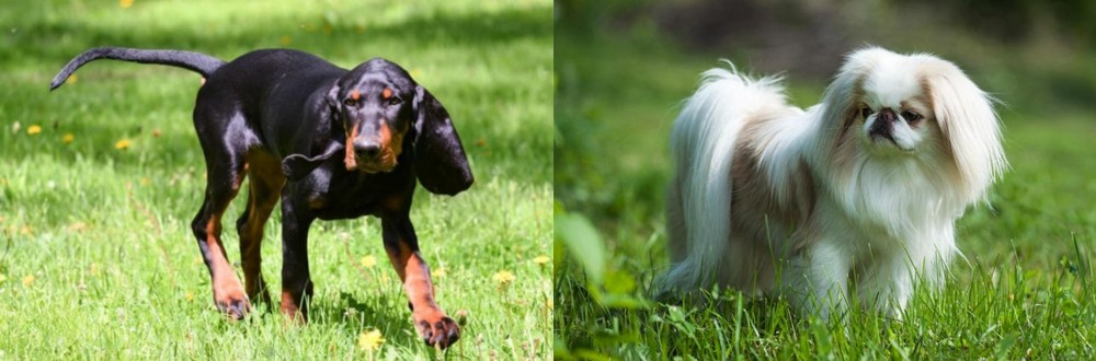 Japanese Chin vs Black and Tan Coonhound - Breed Comparison