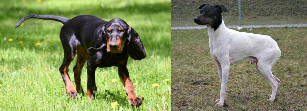 Japanese Terrier vs Black and Tan Coonhound - Breed Comparison