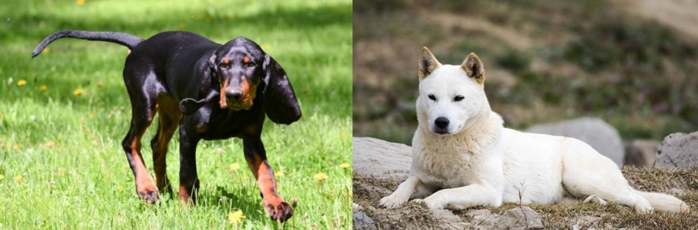 Jindo vs Black and Tan Coonhound - Breed Comparison