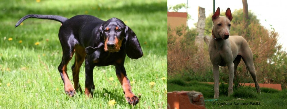 Jonangi vs Black and Tan Coonhound - Breed Comparison