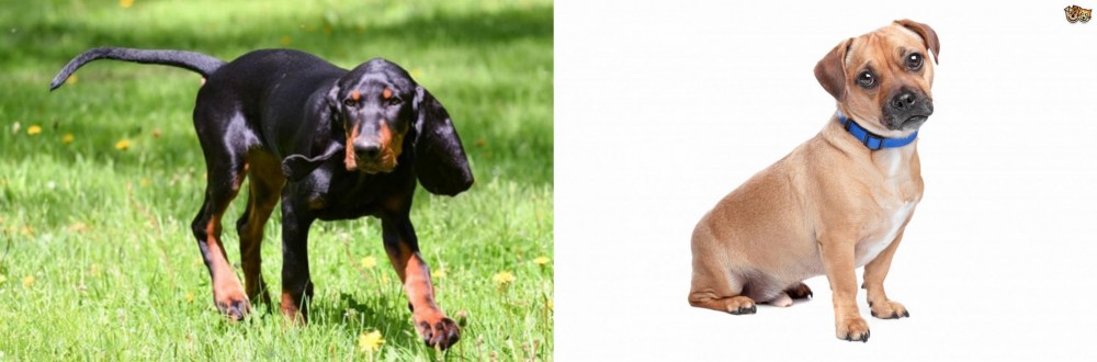 Jug vs Black and Tan Coonhound - Breed Comparison