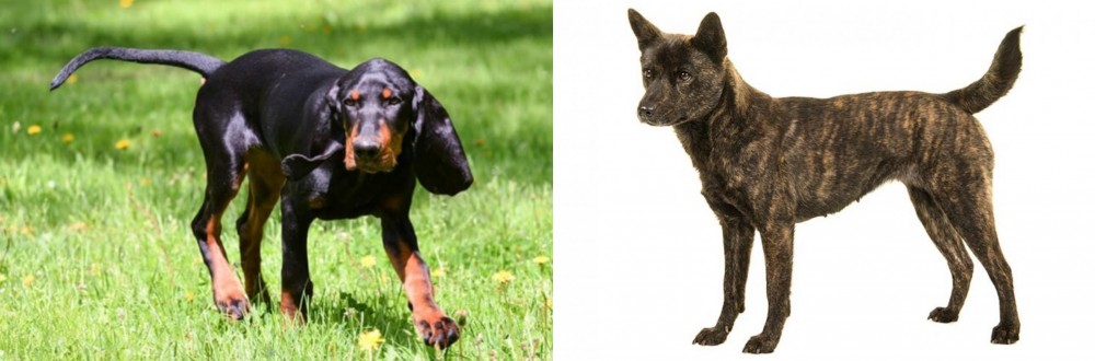 Kai Ken vs Black and Tan Coonhound - Breed Comparison