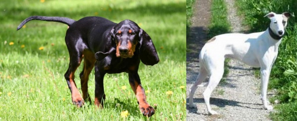 Kaikadi vs Black and Tan Coonhound - Breed Comparison