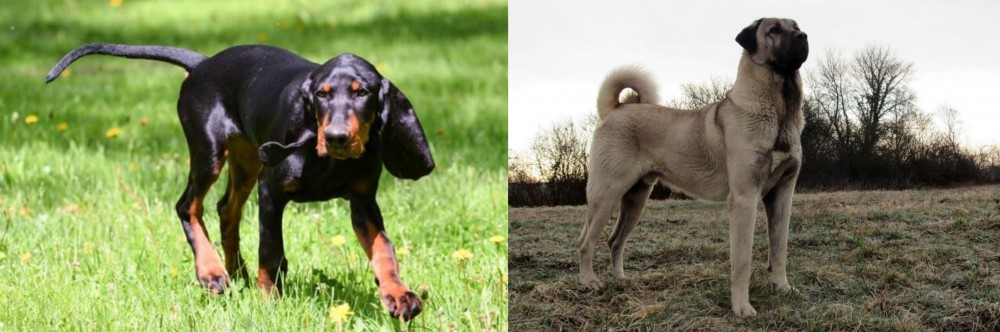 Kangal Dog vs Black and Tan Coonhound - Breed Comparison