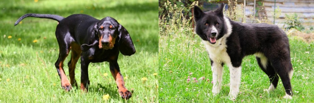 Karelian Bear Dog vs Black and Tan Coonhound - Breed Comparison