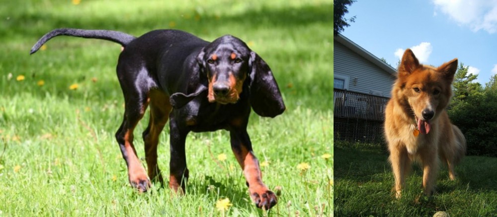 Karelo-Finnish Laika vs Black and Tan Coonhound - Breed Comparison