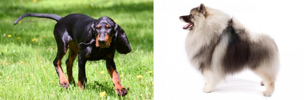 Keeshond vs Black and Tan Coonhound - Breed Comparison