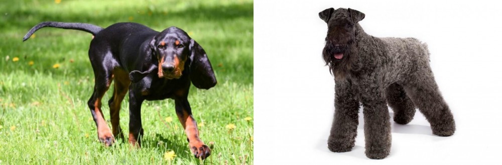 Kerry Blue Terrier vs Black and Tan Coonhound - Breed Comparison