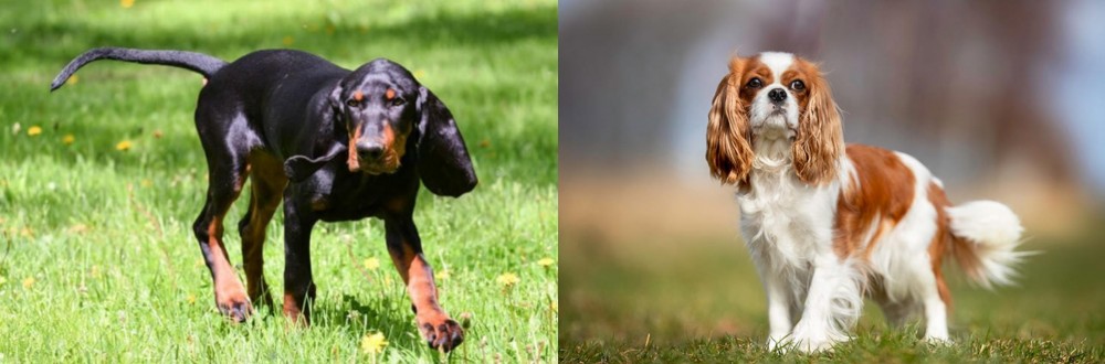King Charles Spaniel vs Black and Tan Coonhound - Breed Comparison
