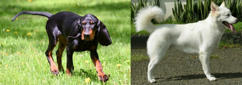 Kintamani vs Black and Tan Coonhound - Breed Comparison