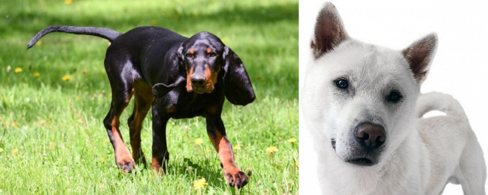 Kishu vs Black and Tan Coonhound - Breed Comparison