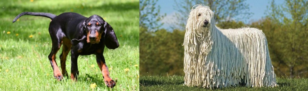 Komondor vs Black and Tan Coonhound - Breed Comparison