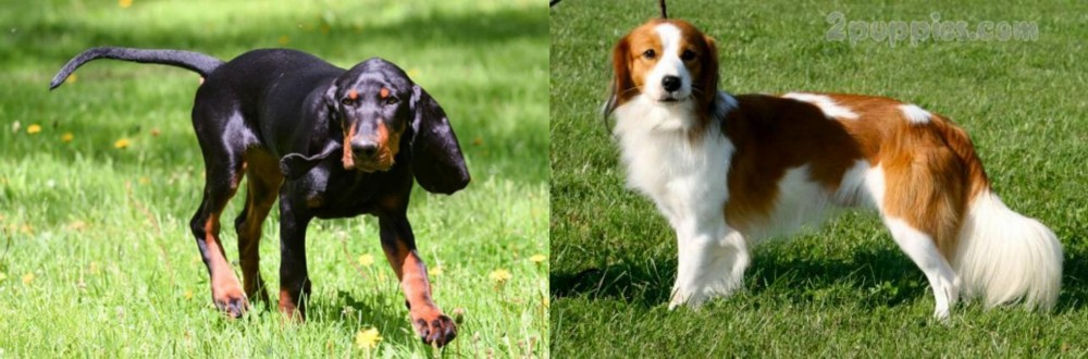 Kooikerhondje vs Black and Tan Coonhound - Breed Comparison