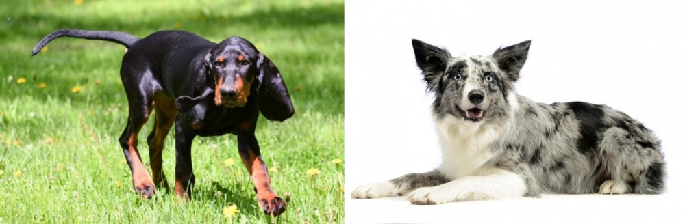 Koolie vs Black and Tan Coonhound - Breed Comparison