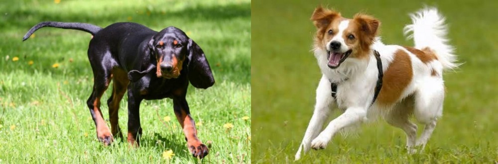 Kromfohrlander vs Black and Tan Coonhound - Breed Comparison