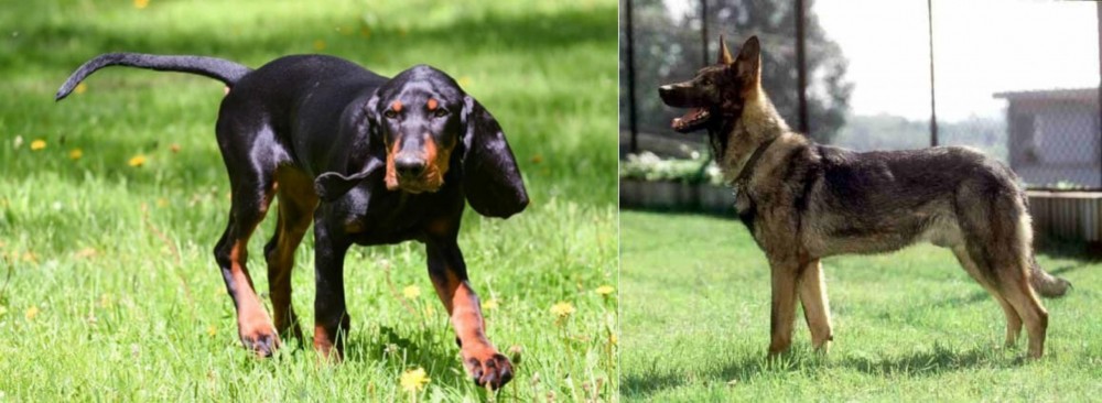 Kunming Dog vs Black and Tan Coonhound - Breed Comparison