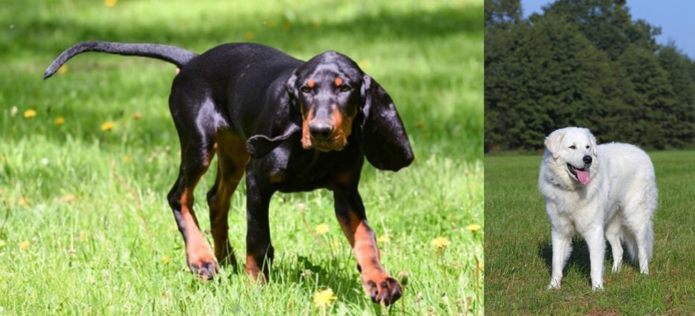 Kuvasz vs Black and Tan Coonhound - Breed Comparison
