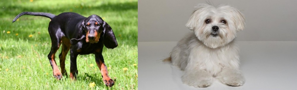 Kyi-Leo vs Black and Tan Coonhound - Breed Comparison