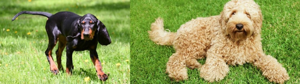 Labradoodle vs Black and Tan Coonhound - Breed Comparison