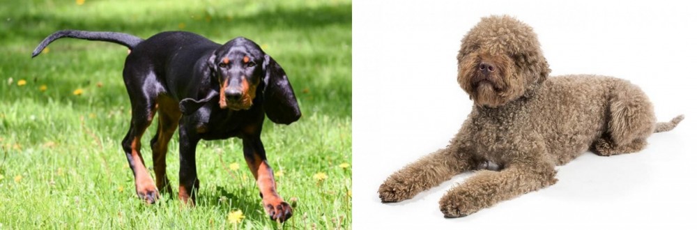 Lagotto Romagnolo vs Black and Tan Coonhound - Breed Comparison