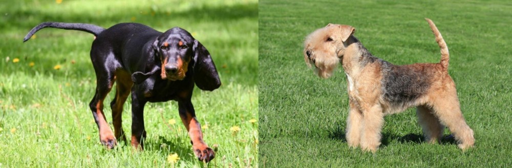 Lakeland Terrier vs Black and Tan Coonhound - Breed Comparison