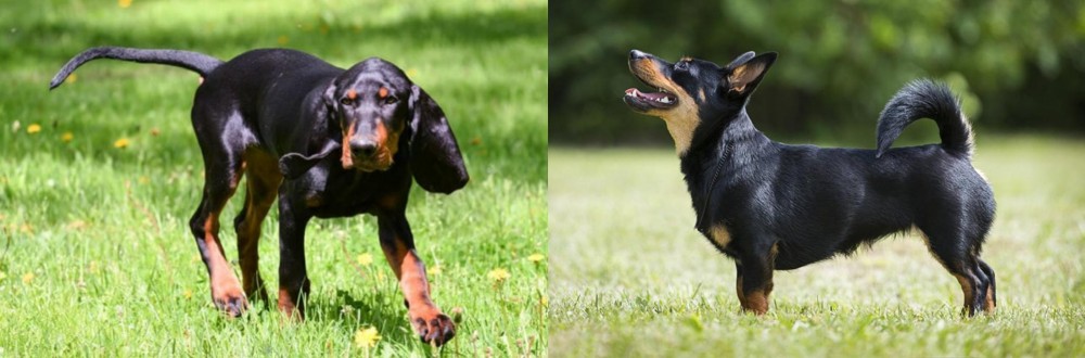 Lancashire Heeler vs Black and Tan Coonhound - Breed Comparison