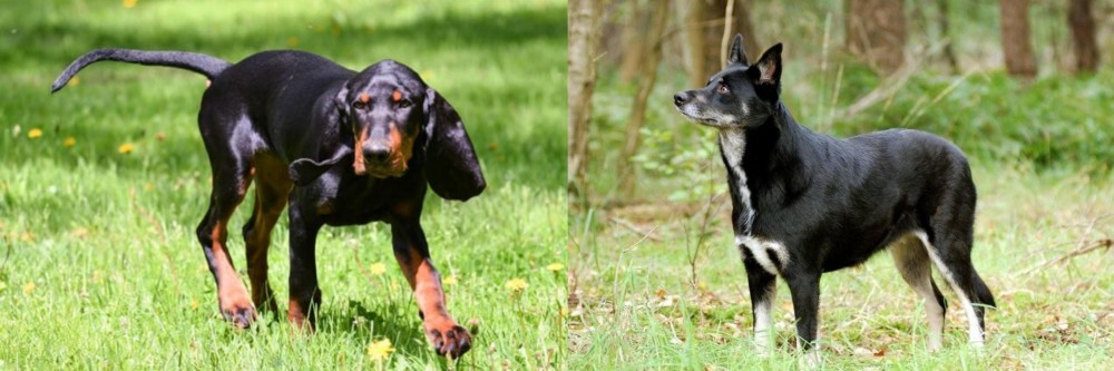 Lapponian Herder vs Black and Tan Coonhound - Breed Comparison