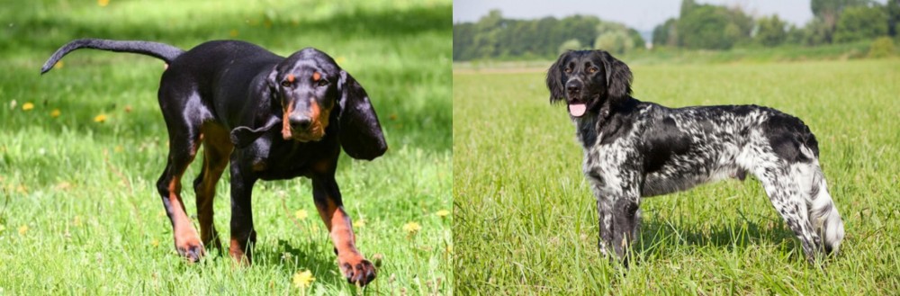 Large Munsterlander vs Black and Tan Coonhound - Breed Comparison