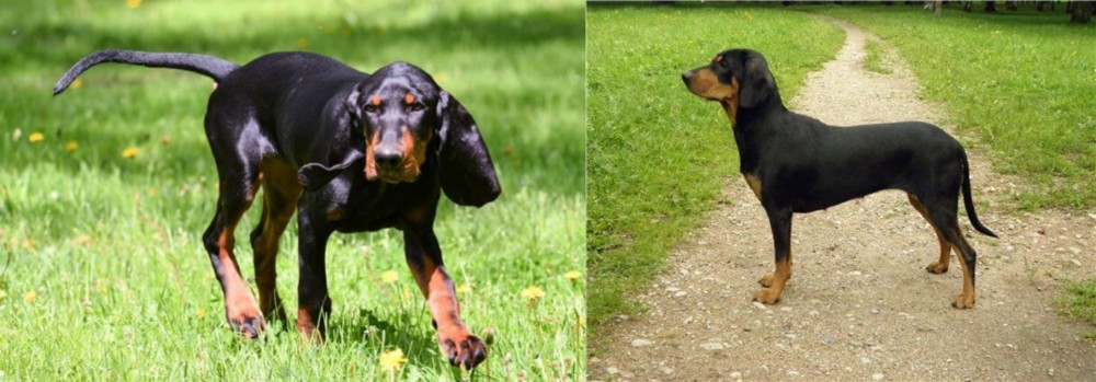 Latvian Hound vs Black and Tan Coonhound - Breed Comparison