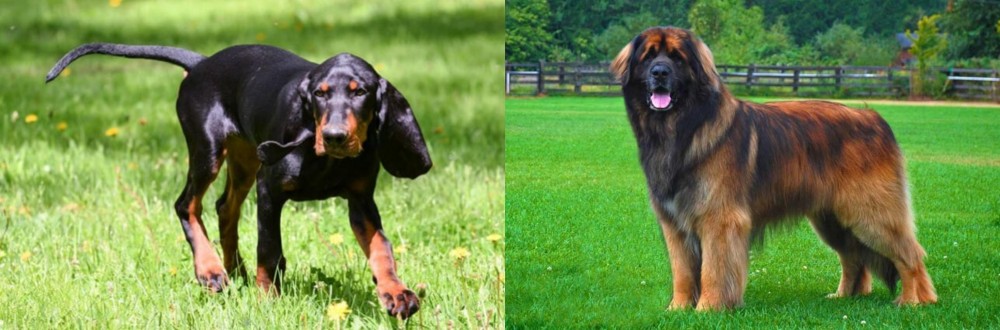 Leonberger vs Black and Tan Coonhound - Breed Comparison