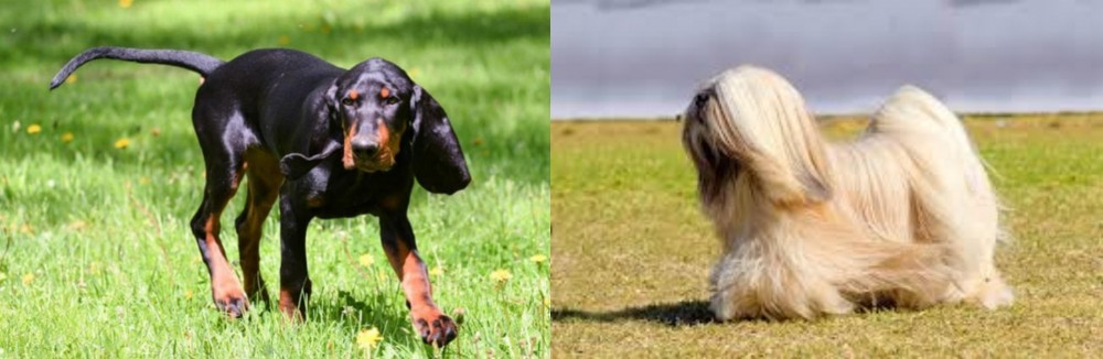 Lhasa Apso vs Black and Tan Coonhound - Breed Comparison