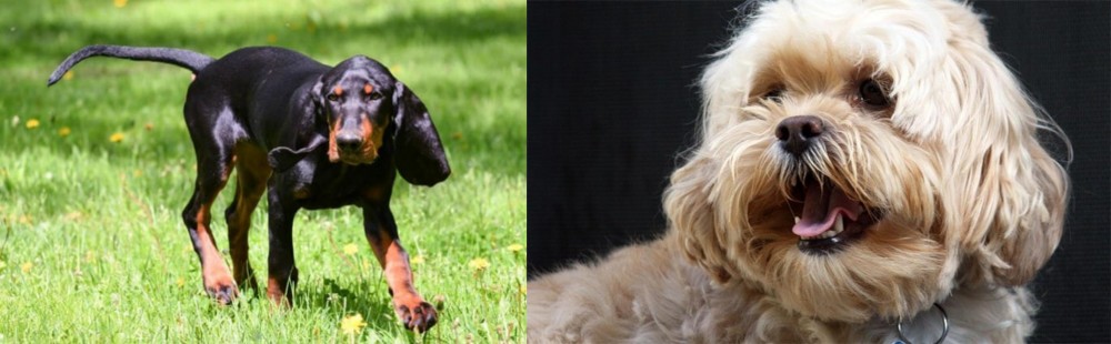 Lhasapoo vs Black and Tan Coonhound - Breed Comparison